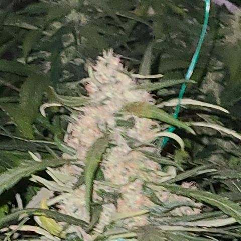 Ams Extreme growlog timeline photo