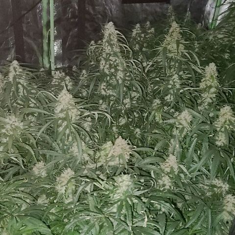 Ams Extreme growlog timeline photo