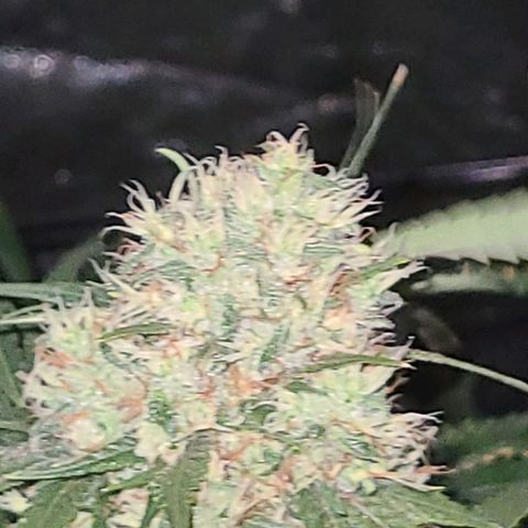 Ams Extreme growlog timeline photo