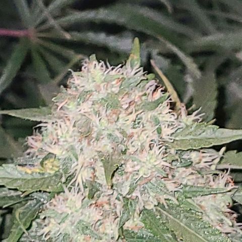 Ams Extreme growlog timeline photo