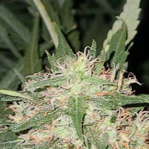 Ams Extreme growlog timeline photo
