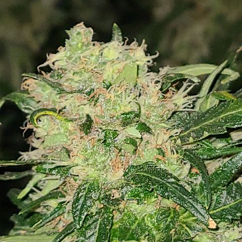 Ams Extreme growlog timeline photo