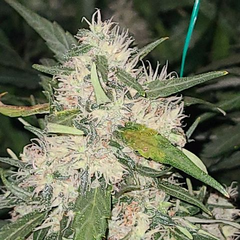 Ams Extreme growlog timeline photo