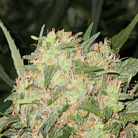 Ams Extreme growlog timeline photo