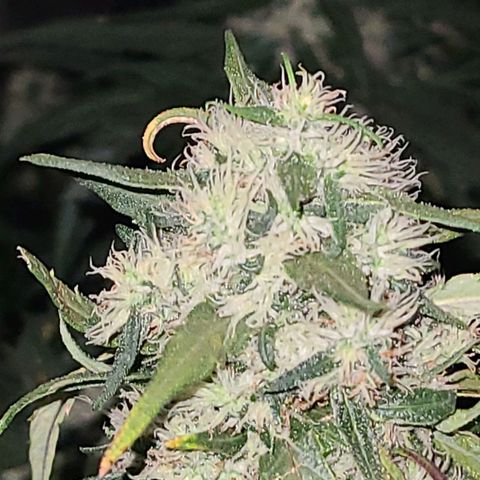 Ams Extreme growlog timeline photo