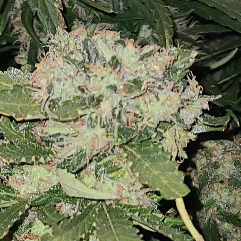 Ams Extreme growlog timeline photo
