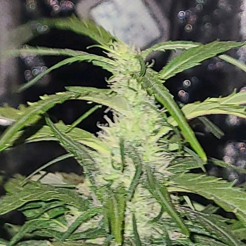Ams Extreme growlog timeline photo