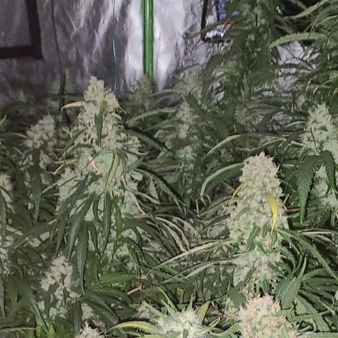 Ams Extreme growlog timeline photo