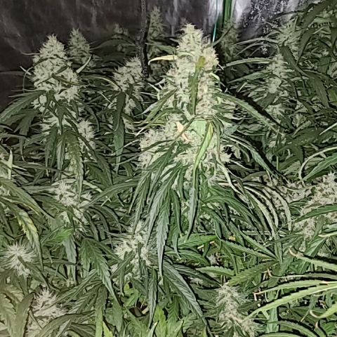 Ams Extreme growlog timeline photo