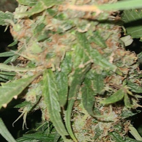 Ams Extreme growlog timeline photo