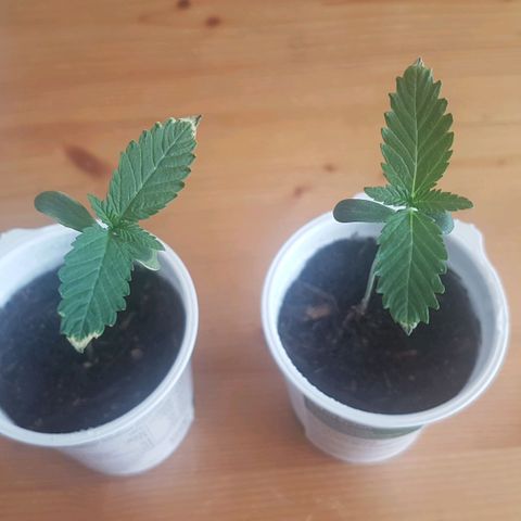 Gréta #1 growlog timeline photo