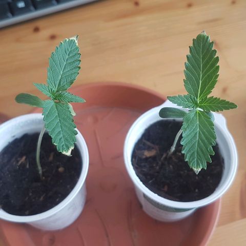 Gréta #1 growlog timeline photo