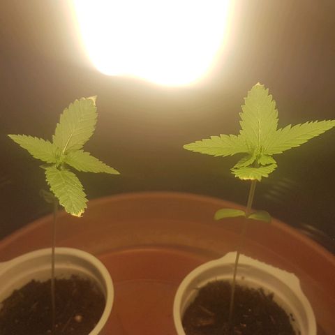 Gréta #1 growlog timeline photo