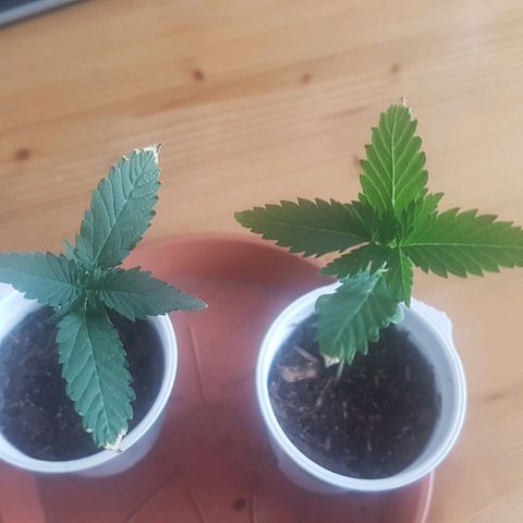 Gréta #1 growlog timeline photo