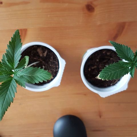 Gréta #1 growlog timeline photo