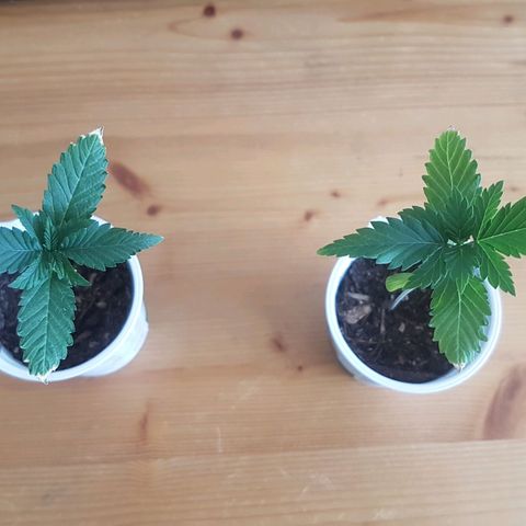 Gréta #1 growlog photo: Atultetes elott es utan