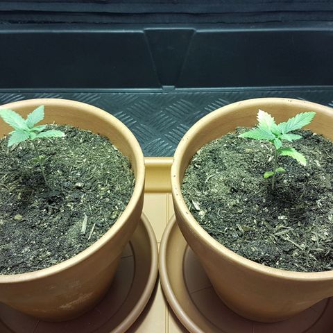 Gréta #1 growlog photo: Atultetes elott es utan