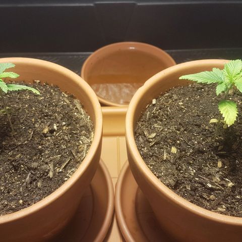 Gréta #1 growlog timeline photo
