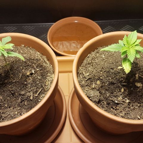 Gréta #1 growlog timeline photo