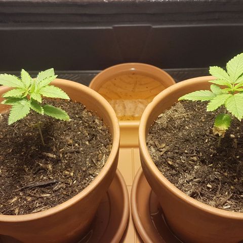 Gréta #1 growlog timeline photo