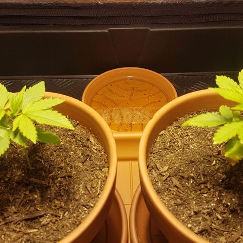 Gréta #1 growlog timeline photo