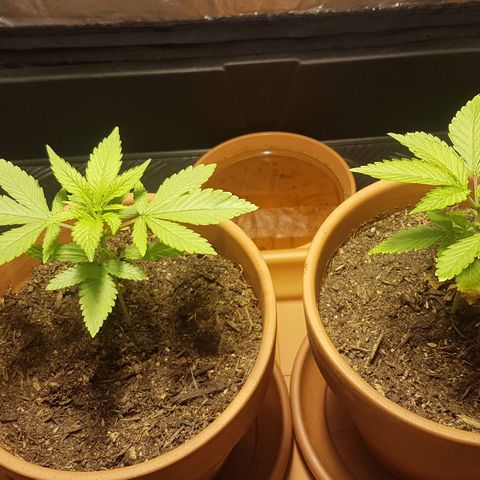 Gréta #1 growlog timeline photo