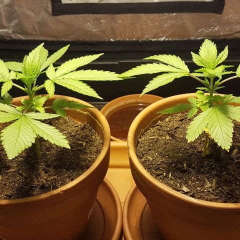 Gréta #1 growlog timeline photo