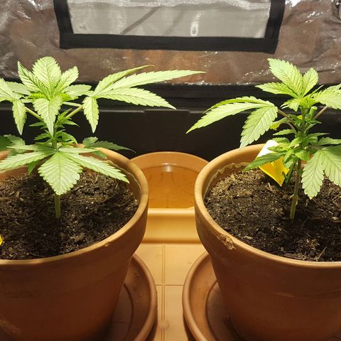 Gréta #1 growlog timeline photo