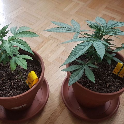 Gréta #1 growlog timeline photo