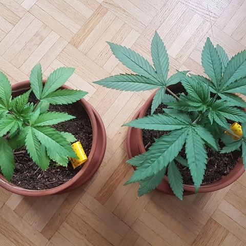 Gréta #1 growlog timeline photo