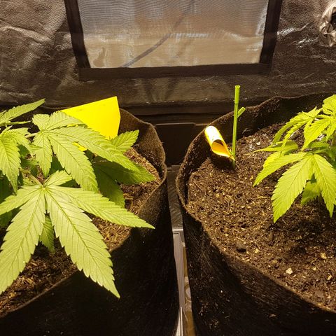 Gréta #1 growlog timeline photo