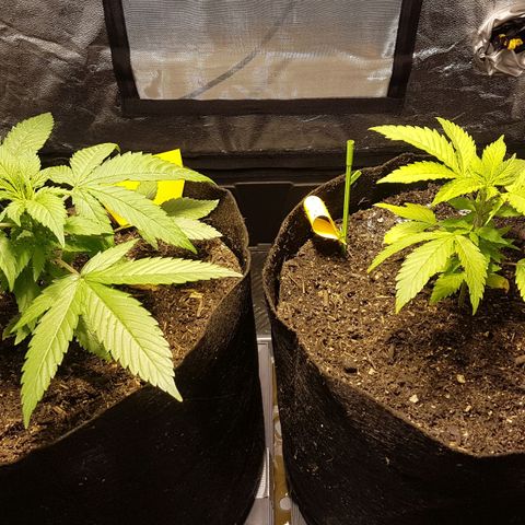 Gréta #1 growlog photo: jobban neznek ki mint tegnap...