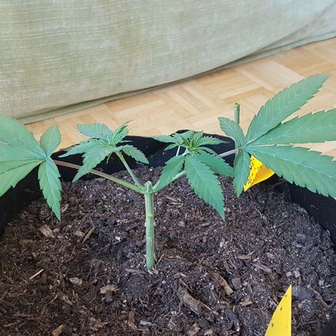 Gréta #1 growlog photo: manifolding