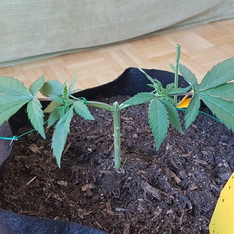 Gréta #1 growlog photo: manifolding