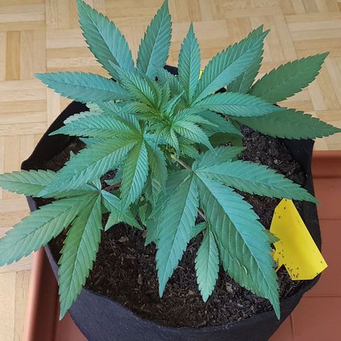 Gréta #1 growlog photo: manifolding