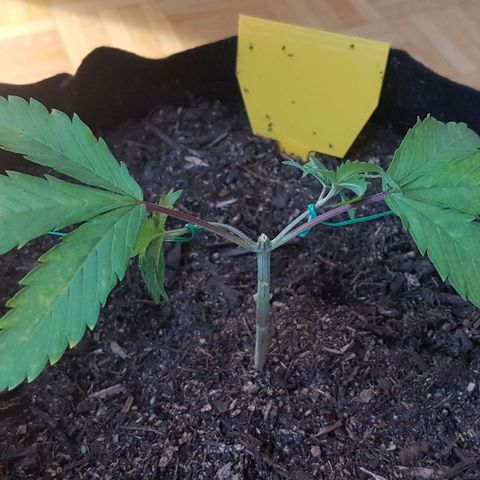 Garbó #2 growlog timeline photo