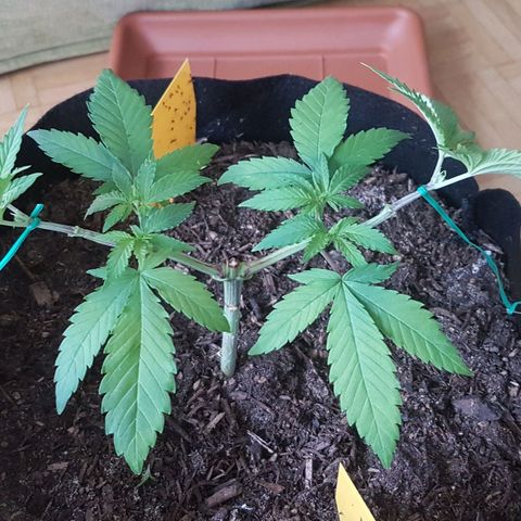 Gréta #1 growlog timeline photo