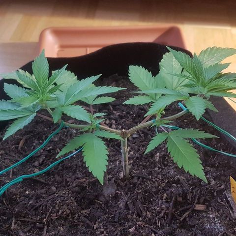 Garbó #2 growlog timeline photo