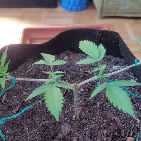 Garbó #2 growlog timeline photo