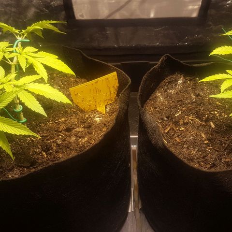 Gréta #1 growlog timeline photo