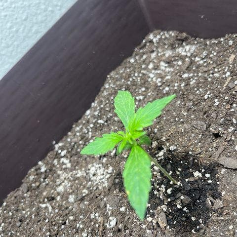 Auto Sour Diesel Haze growlog timeline photo