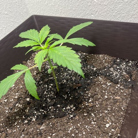 Auto Sour Diesel Haze growlog timeline photo