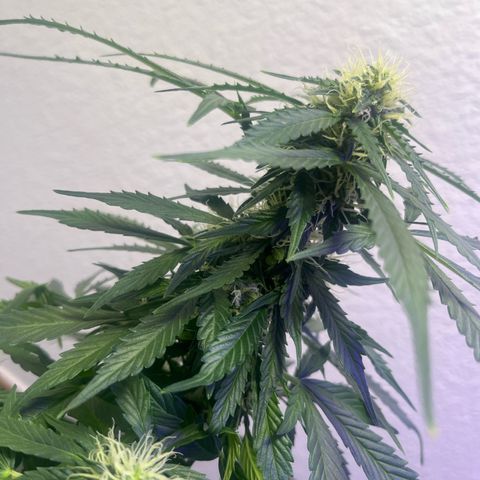 Auto Sour Diesel Haze growlog photo: I keep forgetting to update this sour d luffy is looking good and has been in flower for a little over a week