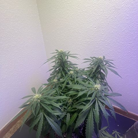 Auto Sour Diesel Haze growlog photo: I keep forgetting to update this sour d luffy is looking good and has been in flower for a little over a week