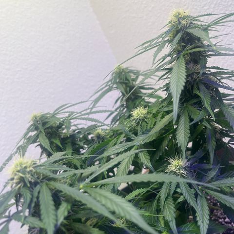 Auto Sour Diesel Haze growlog photo: I keep forgetting to update this sour d luffy is looking good and has been in flower for a little over a week