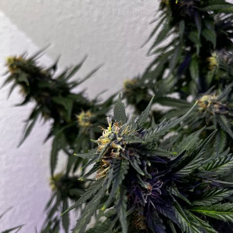 Auto Sour Diesel Haze growlog photo: Looking good I think she is almost ready but I might give it a bit longer but one more week for sure