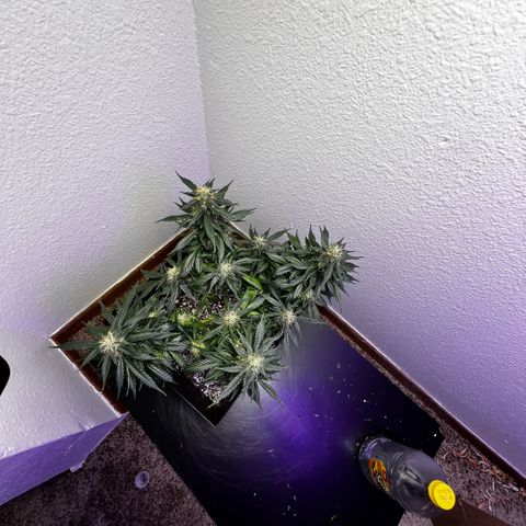 Auto Sour Diesel Haze growlog photo: Looking good I think she is almost ready but I might give it a bit longer but one more week for sure