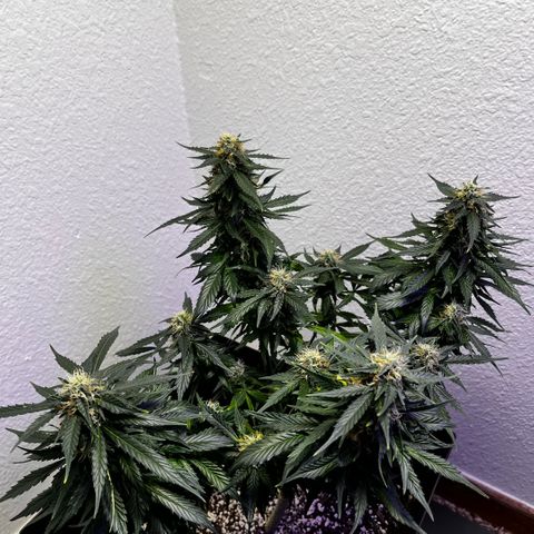 Auto Sour Diesel Haze growlog photo: Looking good I think she is almost ready but I might give it a bit longer but one more week for sure