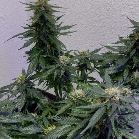 Auto Sour Diesel Haze growlog timeline photo