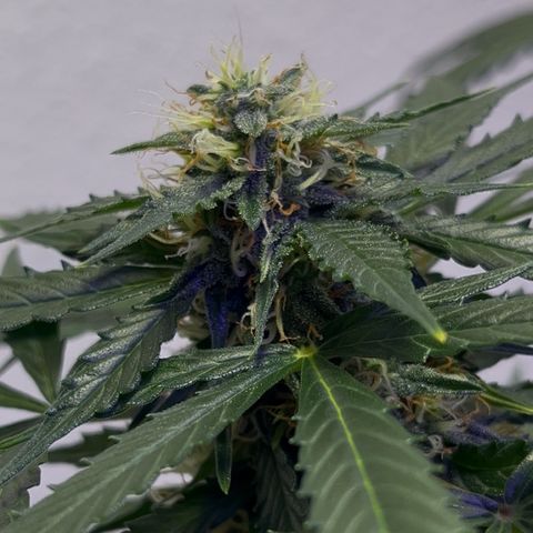 Auto Sour Diesel Haze growlog timeline photo